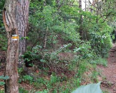 Upozornění na kácení stromů - 15. 6. 2022